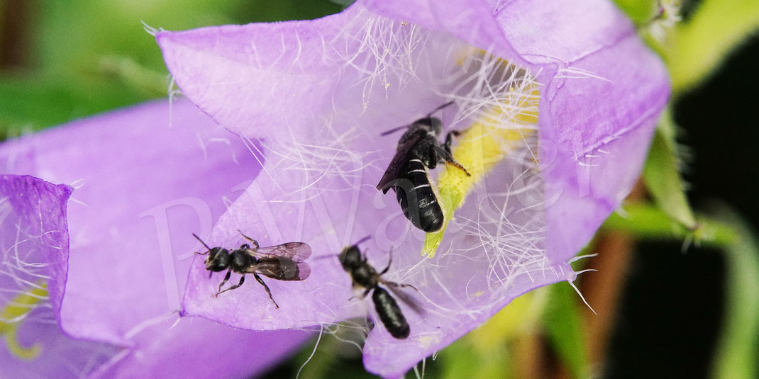 zur Nesselblättrigen Glockenblume, Campanula trachelium ...