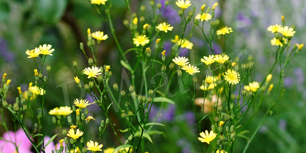 Bild: Rainkohl, Lapsana communis, Korbblütler, Asteracea