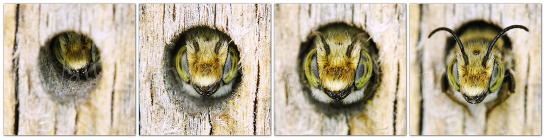 Bild: Luzerne-Blattschneiderbiene, Megachile rotundata, Männchen, Megachilidae, Wildbiene, Schlafplatz, Bohrloch, Holz, Insektenhotel, Bienenhotel, Portrait