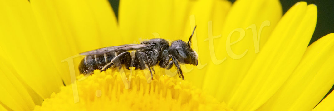 Bild: Schwarzspornige Stängel-Mauerbiene, Stängelbiene, Hoplitis leucomelana, Osmia leucomelana, Weidenblättriges Ochsenauge, Buphthalmum salicifolium, Korbblütler, Asteraceae, Wildbiene