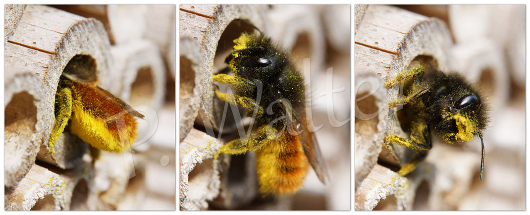 Bild: Gehörnte Mauerbiene, Weibchen, Polleneintrag in Bambusstengel, Osmia cornuta