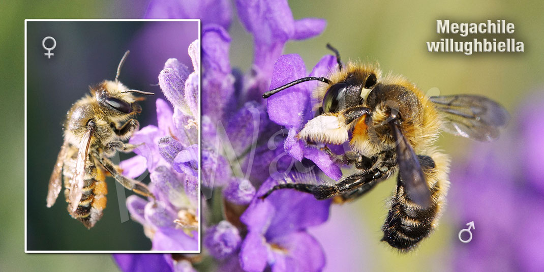 Bild: Garten-Blattschneiderbiene, Totholz-Blattschneiderbiene, Weibchen, Mänchen, Megachile willughbiella, leafcutter bee, leaf cutting bee, Megachilidae, Wildbiene, wildbee, Wildbiene des Jahres 2025, Lavendel