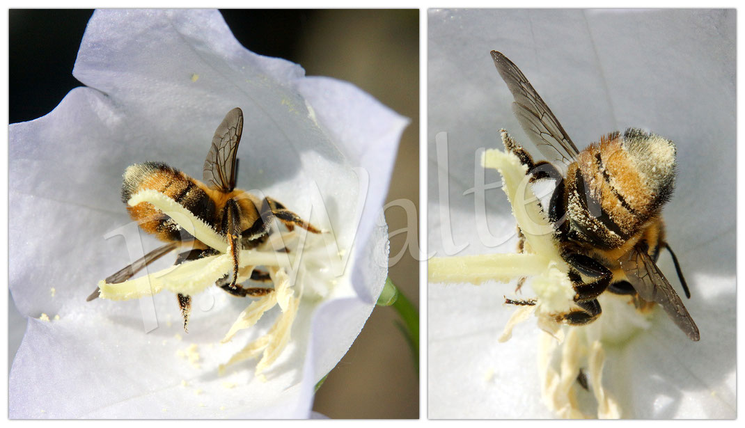 Bild: eine Blattschneiderbiene, Megachile spec., weiße Blüte, Pfirsichblättrige Glockenblume, Campanula persicifolia alba