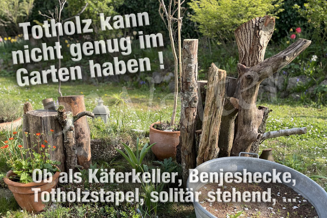 Bild : Totholz, Nistplatz, Holzstamm, Stämme, Stammholz, Totholzstapel, Totholzhaufen