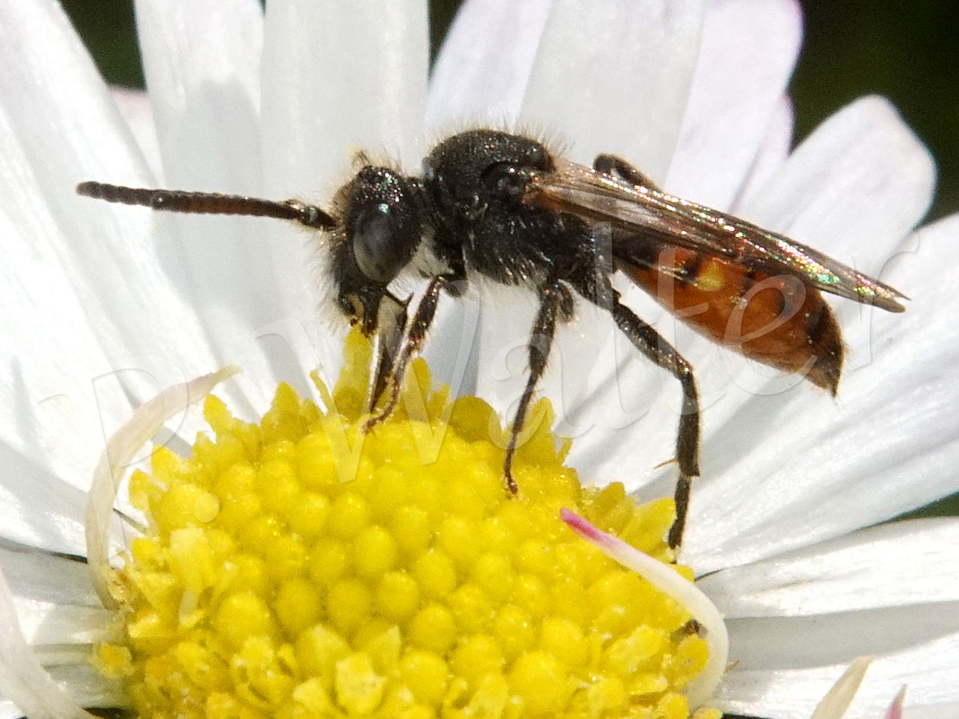 BIld: eine kleine Wespenbiene, die ich zuerst für eine Blutbiene gehalten habe - ich tippe auf Nomada cf. fabriciana, auf Gänseblümchen, Bellis perennis