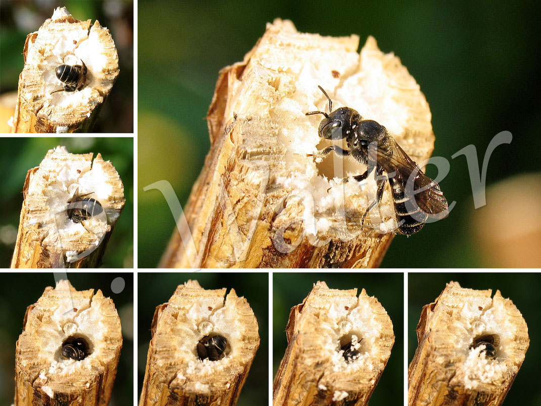 08.07.2013 : wahrscheinlich eine Schwarzspornige Stängel-Mauerbiene, Hoplitis / Osmia leucomelana, beim Graben ihres Nistgangs im markhaltigen Stängel