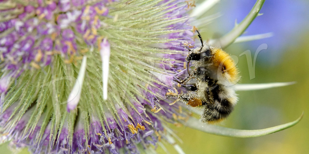 Bild: eine Ackerhummel, Bombus pascuorum, an der Wilden Karde, Dipsacus fullonum