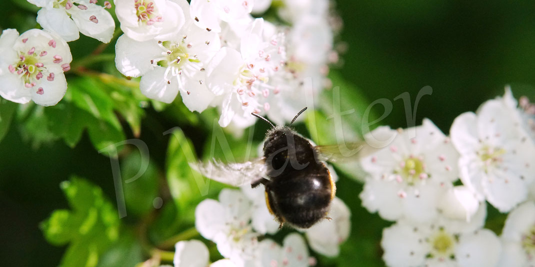 Bild: Frühlings-Pelzbiene, Anthophora plumipes, Weibchen,  Blüten, Eingriffliger / Zweigriffliger Weißdorn, Crataegus monogyna / laevigata, Rosaceae, Wildbiene, Flower Bee