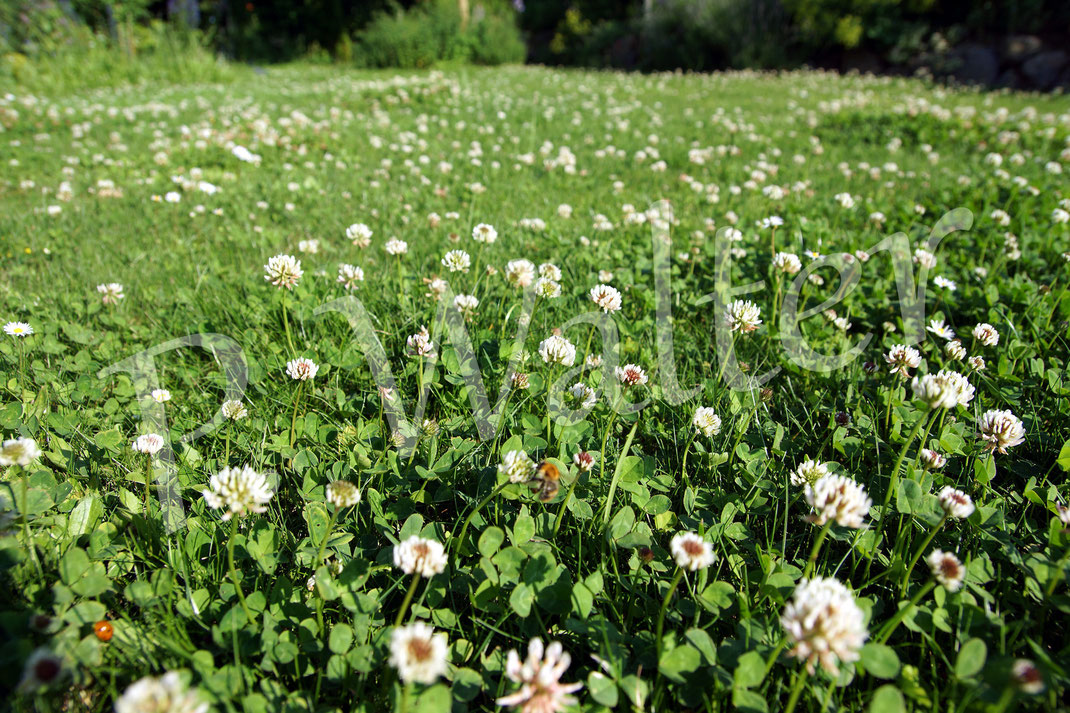 22.06.2016 : Weißklee im Rasen, die Hummeln (eine unscharfe Ackerhummel z.B. in der Mitte) lieben ihn