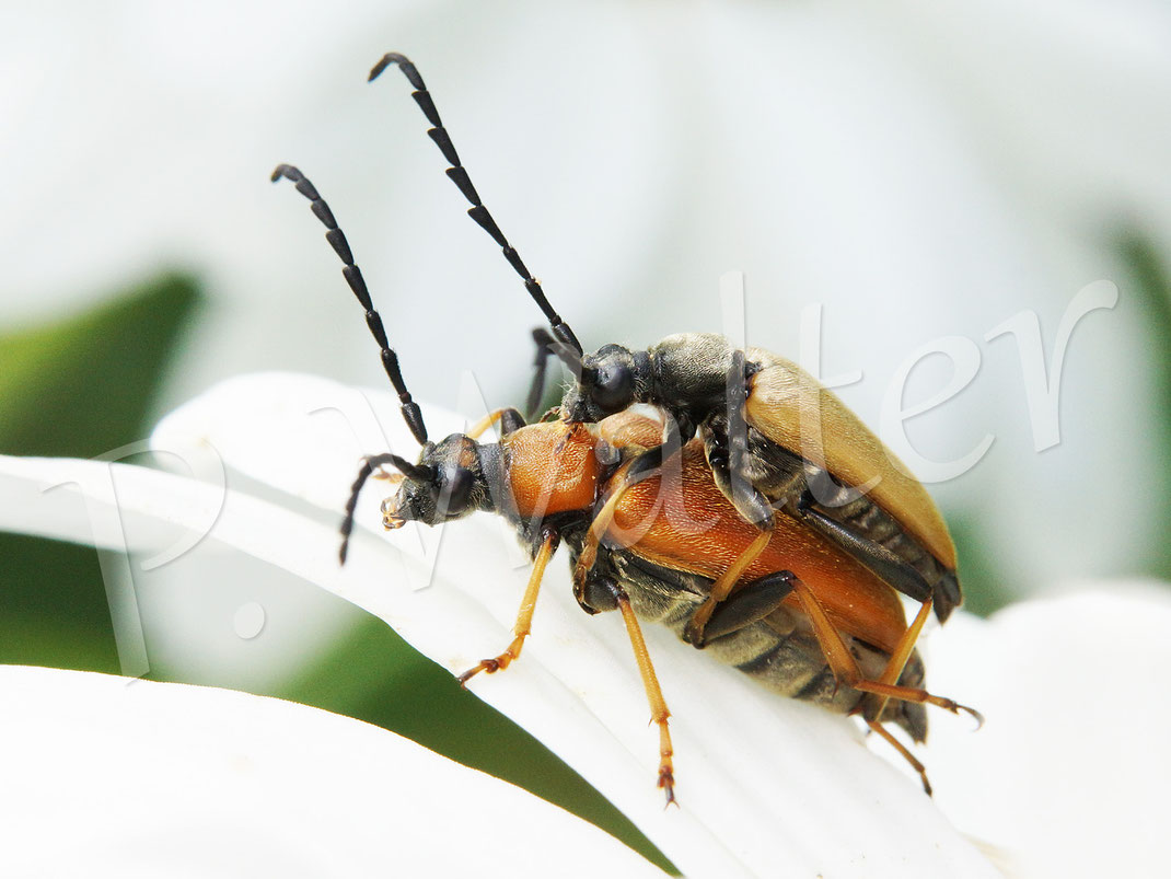 Bild: Rothalsbockkäfer bei der Paarung, Käfer, Coleoptera, Polyphaga, Bockkäfer, Cerambycidae, Schmalböcke, Schmalbock, Lepturinae