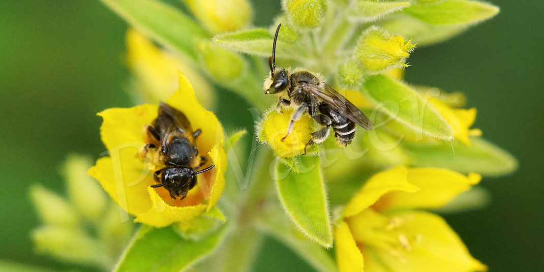 Bild: Waldschenkelbiene, Macropis fulvipes, Punktierter Gilbweiderich, Lysimachia punctata, Weibchen, Männchen, Wildbiene