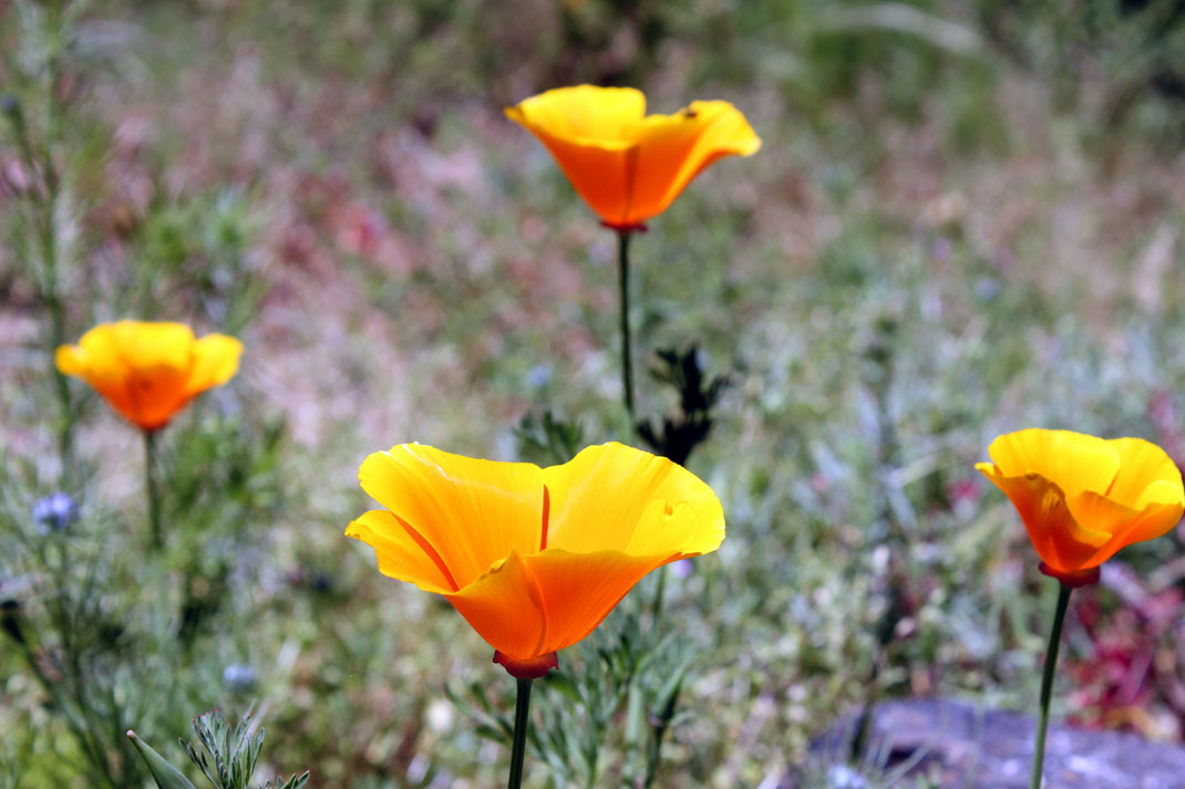 Les vertus relaxantes du Pavot de Californie (Eschscholzia californica)