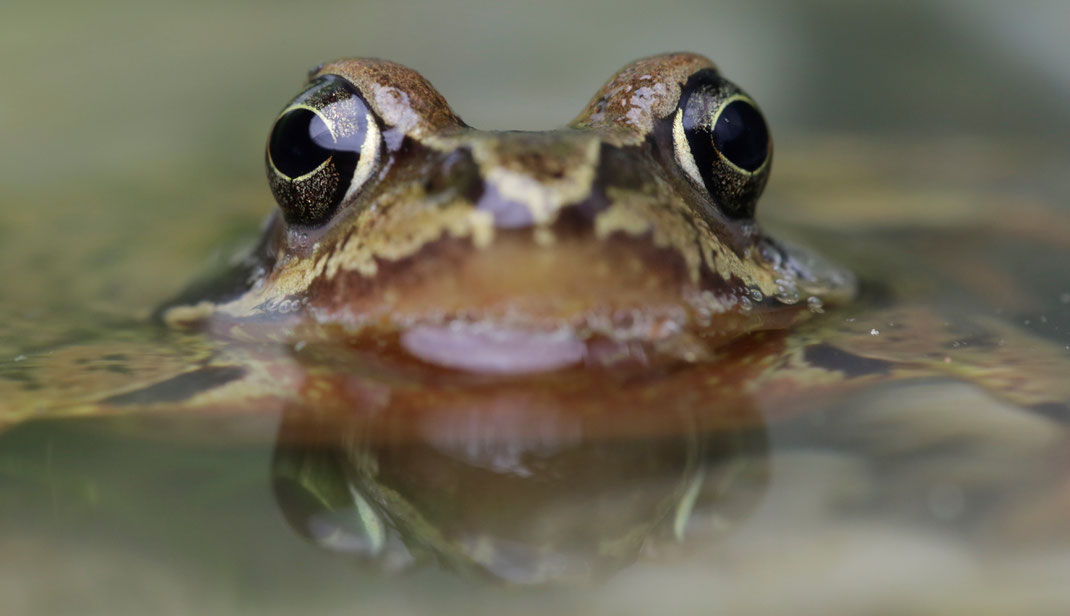 Der Grasfrosch liebt kleine Teiche und Weiher. Foto: © R. Sturm, LBV Bildarchiv