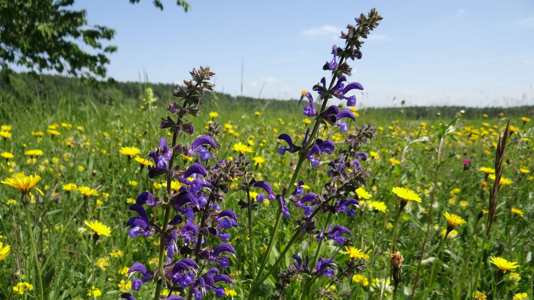 Die Natur im Landkreis ist wunderschön und schützenswert. Viele Tier- und Pflanzenarten finden hier ein Zuhause.  © Elke Tramp