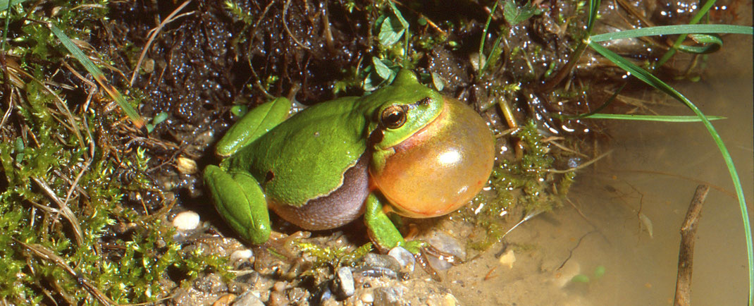 Laubfrosch-Männchen beim Balzgesang, Foto: E. Andrä