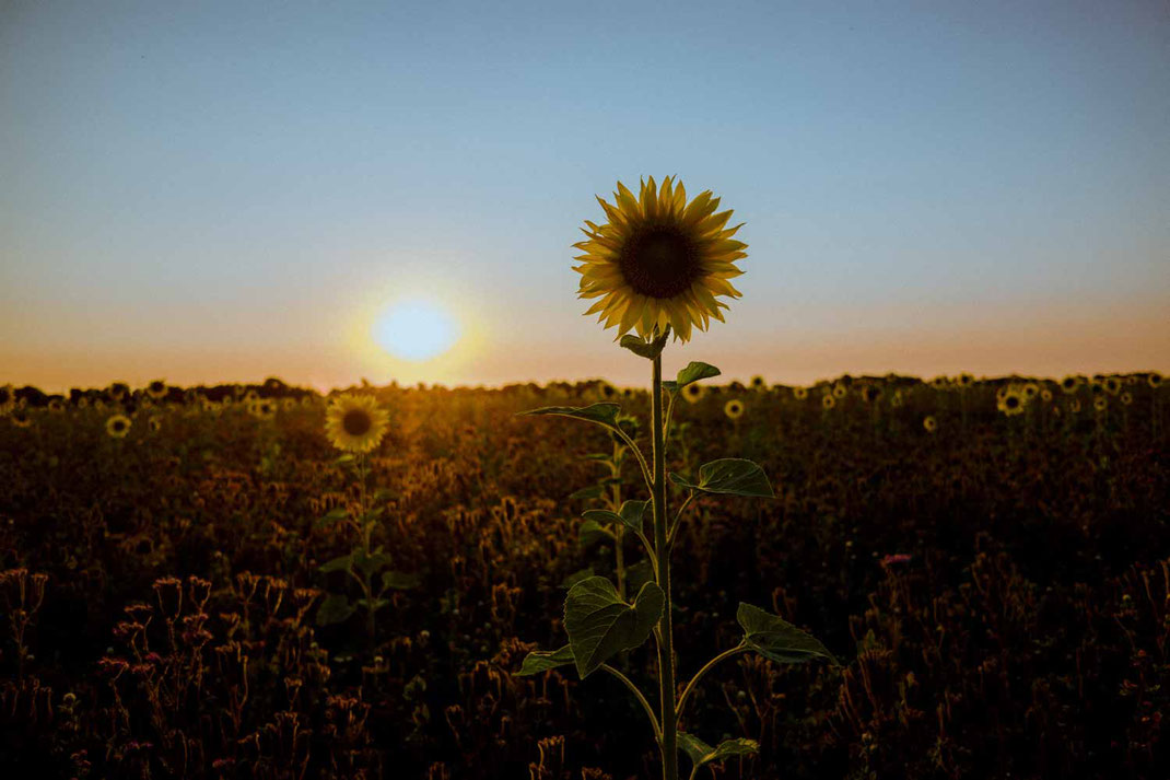 Sonneblume im Sonnenuntergang