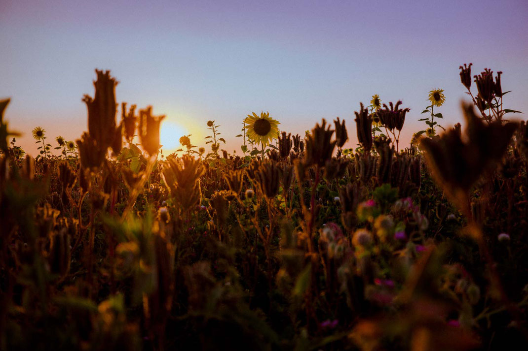 Sonneblumenfeld im Gegenlicht