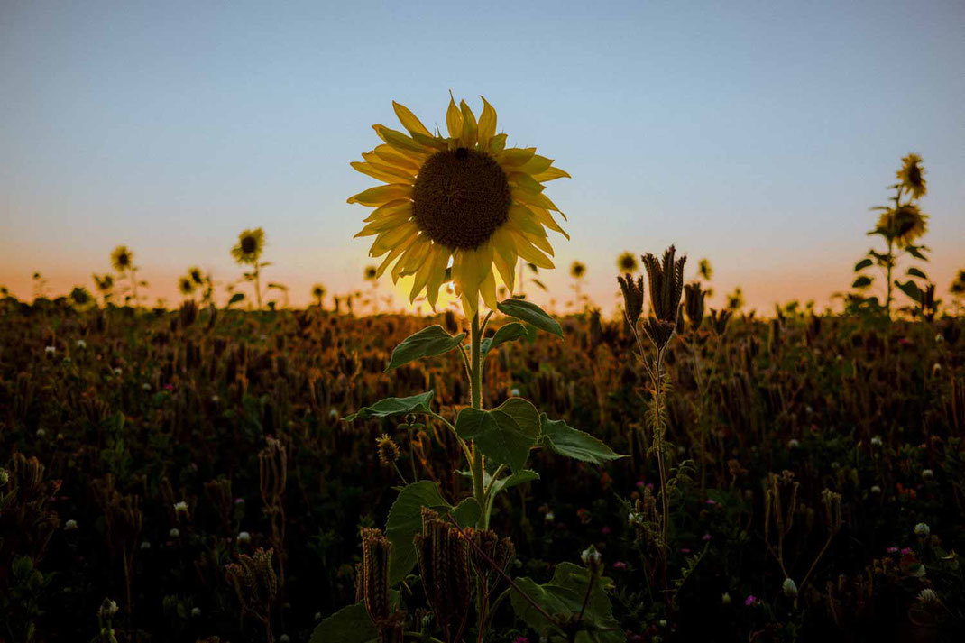 Sonnenblume im Gegenlicht
