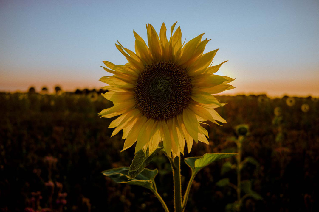 Nahaufnahme einer großen Sonnenblume