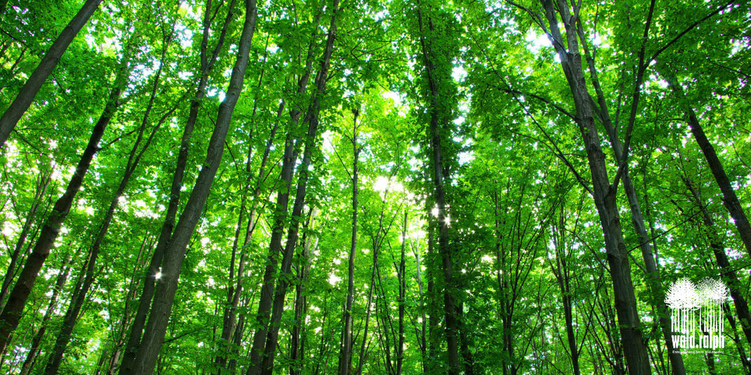 Ruhe im Wald. Was ist Waldbaden? Wald-Ralph, Ralph Hatt, Stress-Management-Methode