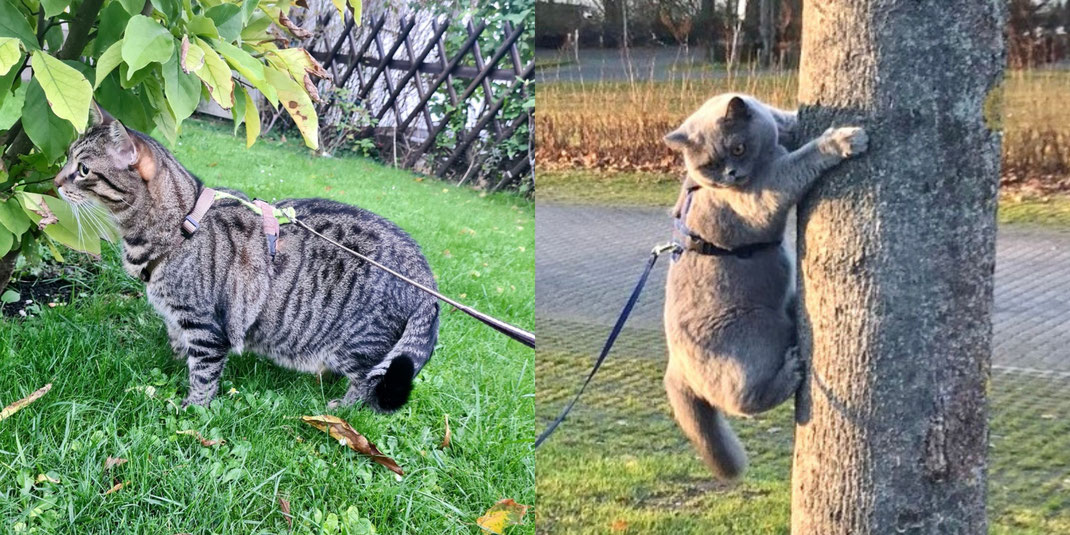 handzahm Katzengeschirre