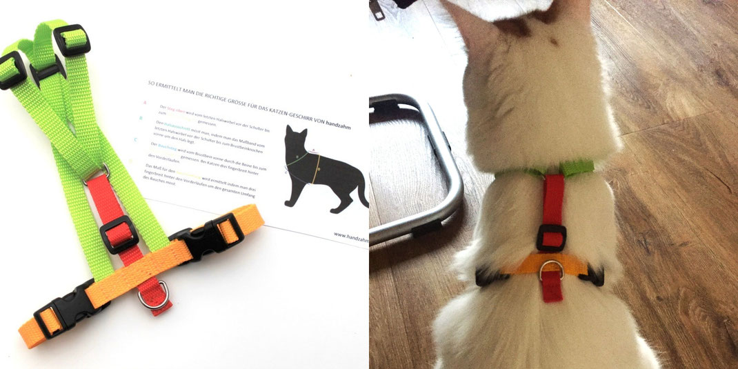 handzahm Testgeschirr für Katzen
