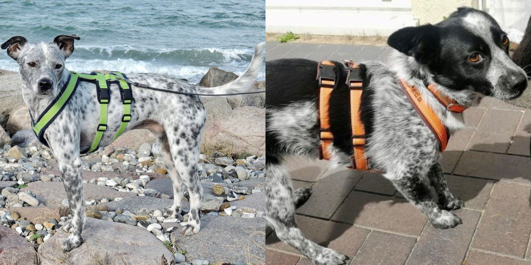 handzahm Sicherheitsgeschirre links Reflex-Limone, Fleece: Dunkelblau mit Brustlatz; rechts Reflex-Orange, Softshell: Braun