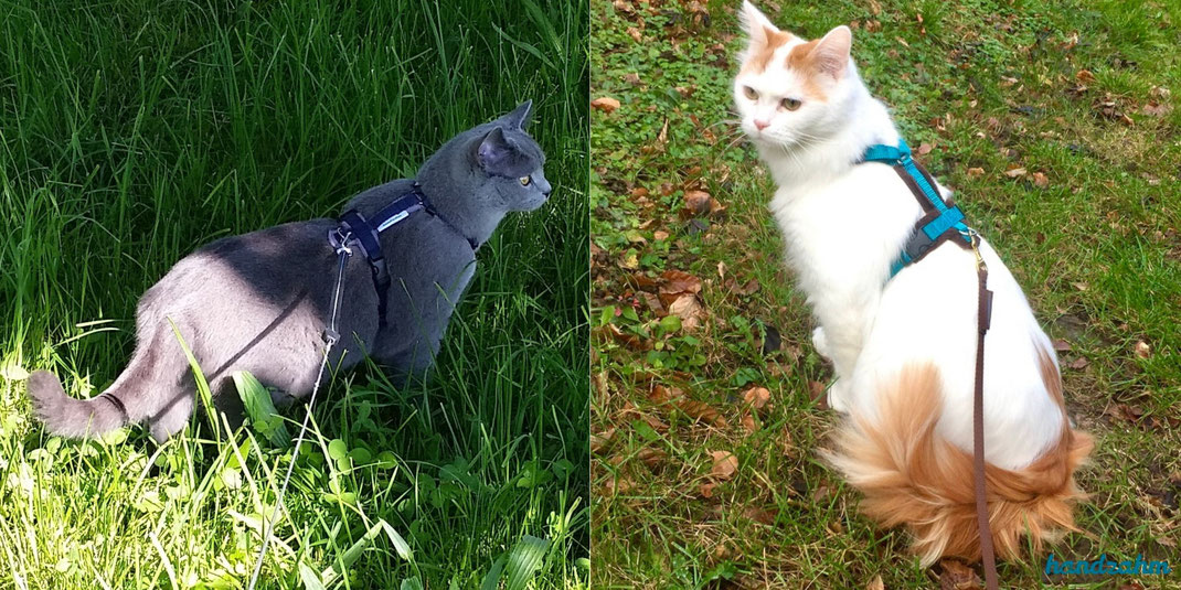 handzahm Katzengeschirre links GB: Blau Fleece: Grau; rechts GB: Petrol Fleece: Braun