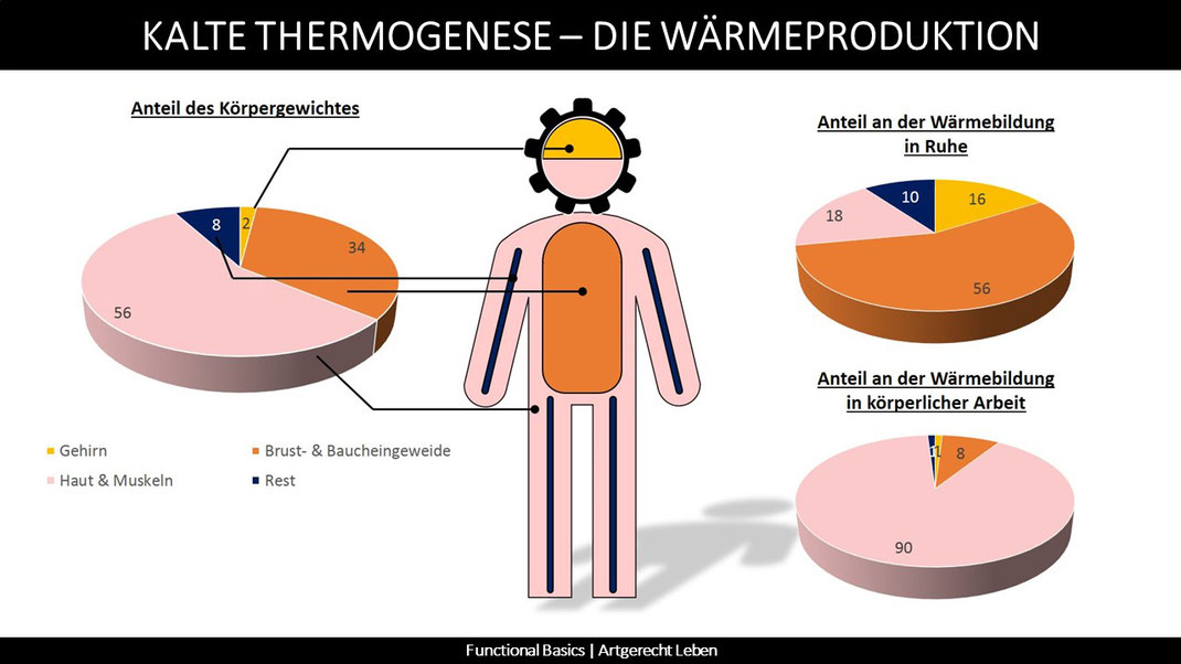 Wie funktioniert die Thermogenese?