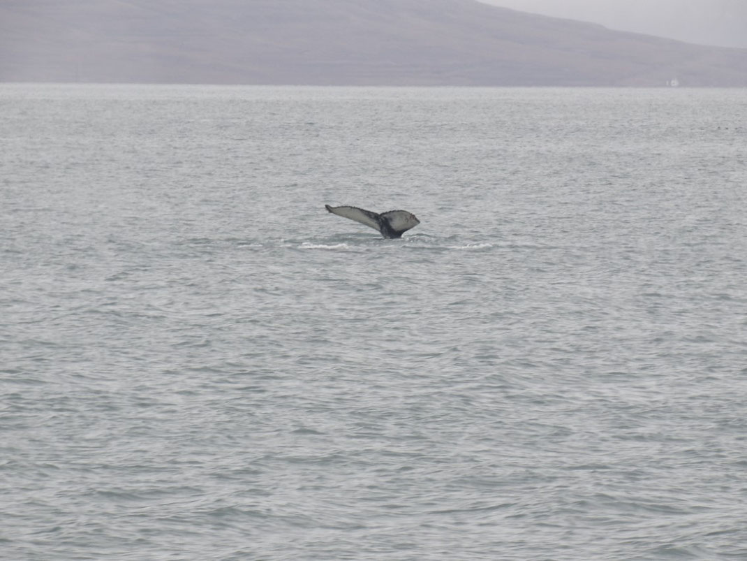 Spitbergen, Svalbard, Islfjord, Pyramiden, Wal, whale whatching, Fluke, Buckelwal