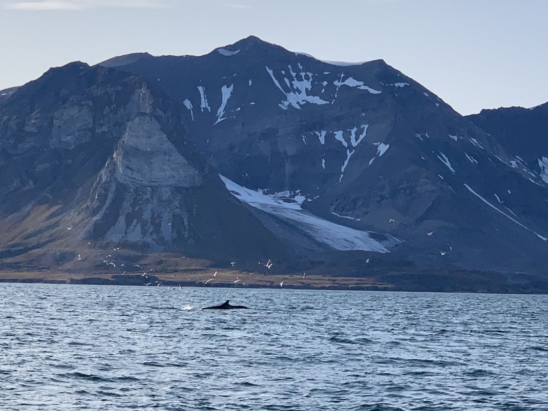 Spitzbergen, Svalbard, Wal, Wale, Whale, Whale watching, Islfjord 