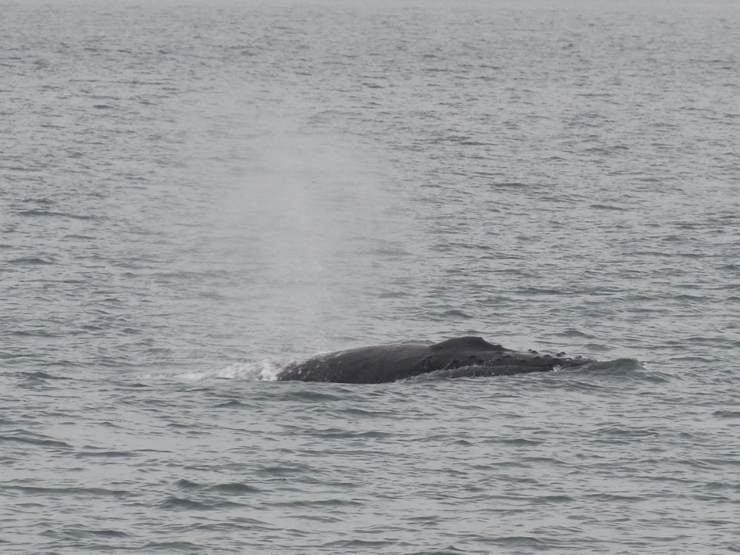 Spitzbergen, Svalbard, Islfjord, Pyramiden, Wal, whale whatching