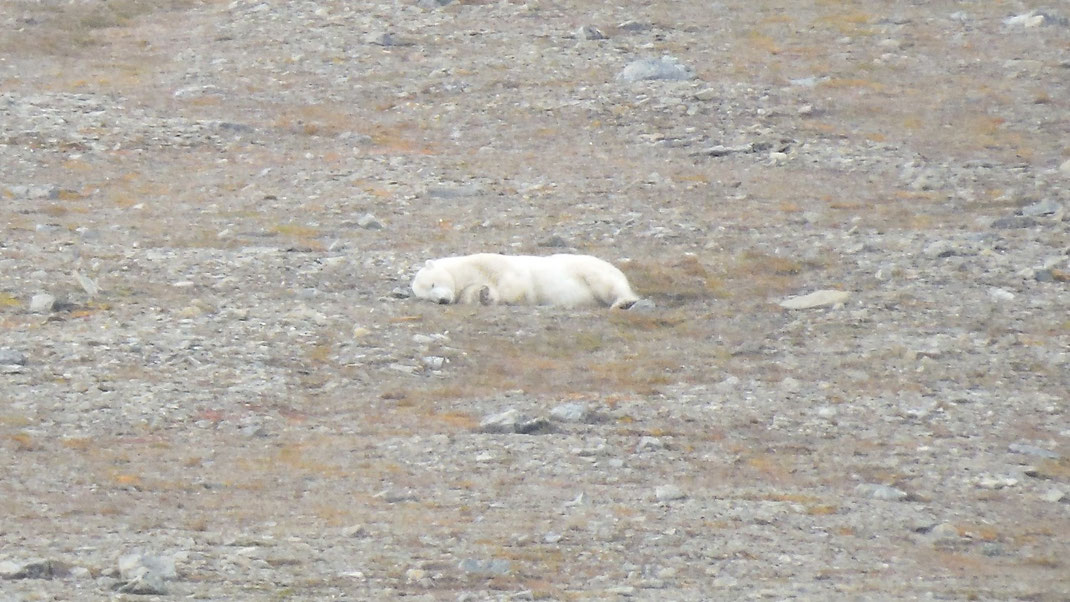 Spitbergen, Svalbard, Islfjord, Pyramiden, Eisbear, polar bear