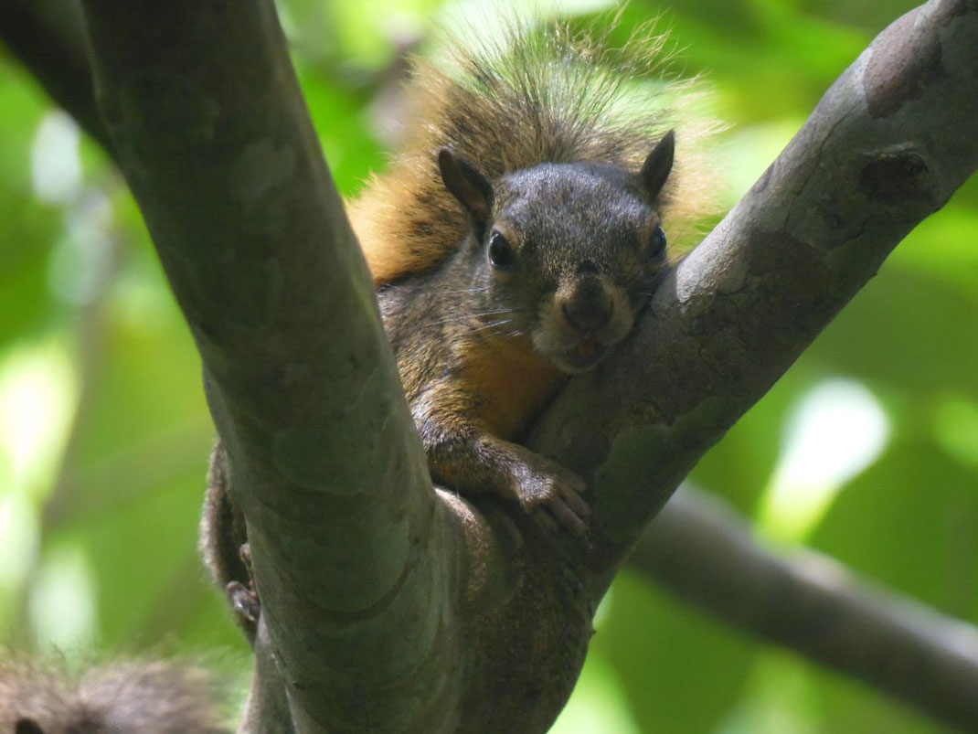 Mittelamerikanisches Berghörnchen, Eichhörnchen, Costa Rica, Deppes