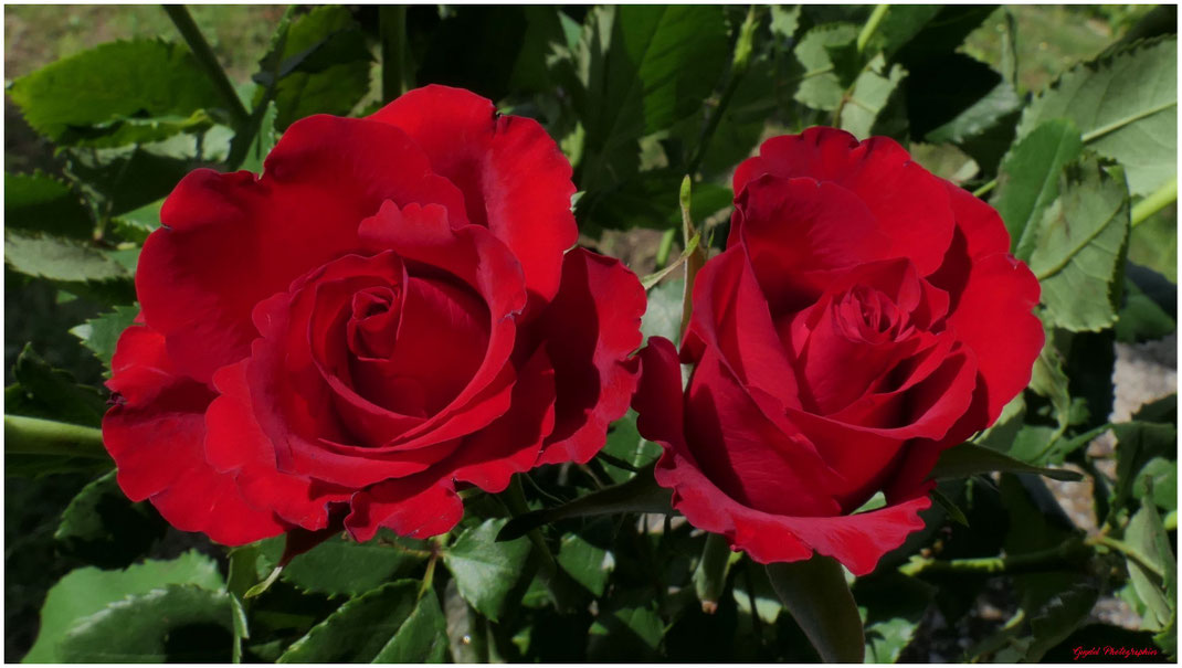 Duo de Roses Rouges