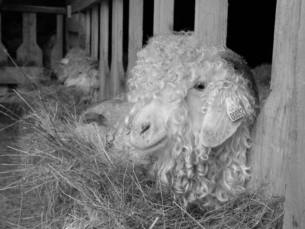 Les chèvres Angora de L'Atelier Fibre Laine