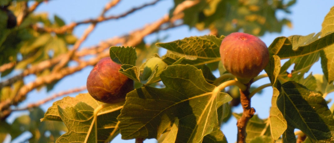 Feigenbaum