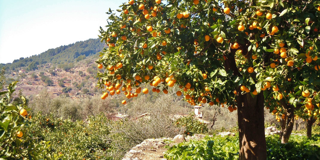 Orangenplantage bei Soller
