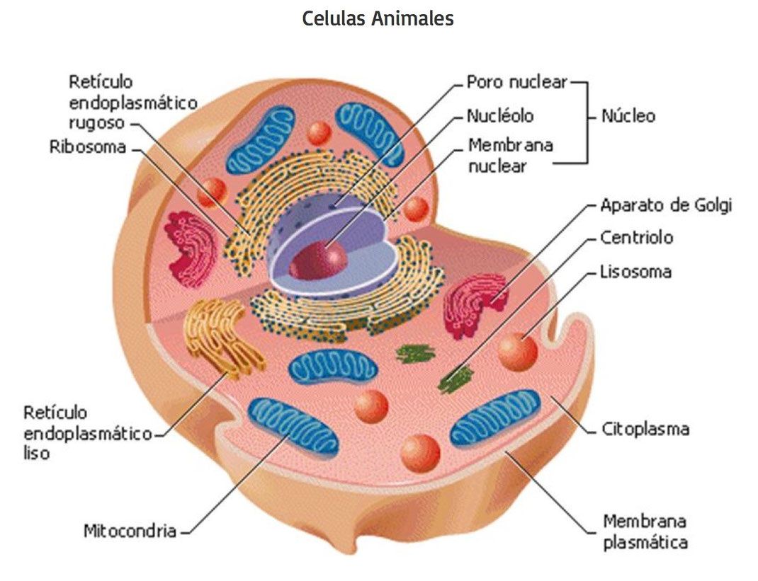LE CELLULE Benvenuti su magariservisse!