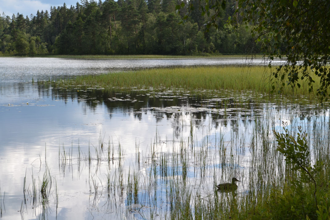 FAGRAHOLMS FLY Naturreservat, De eend op de voorgrond ontdekte ik pas thuis