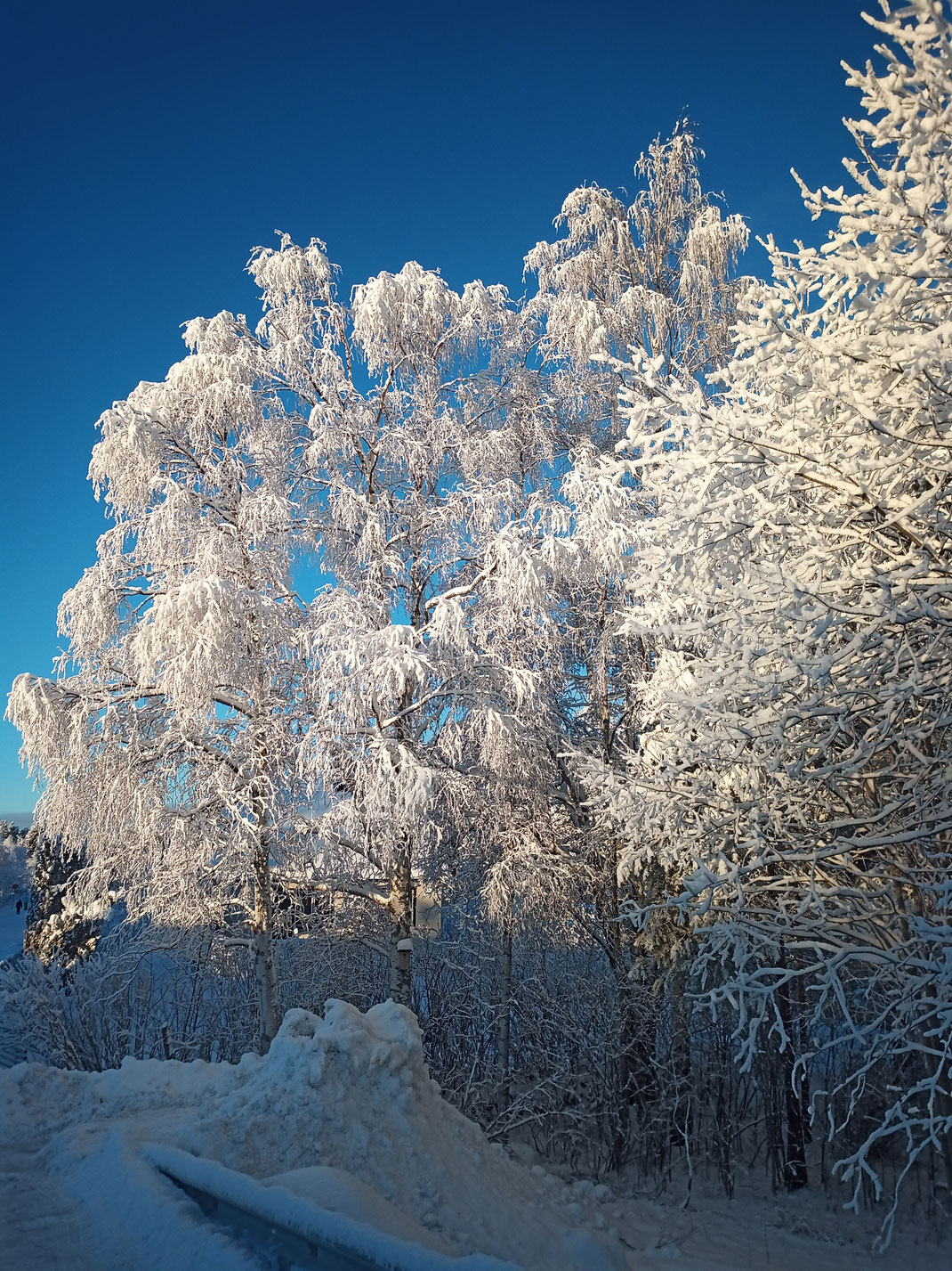 Sveg, tree, snow, winter, Sweden