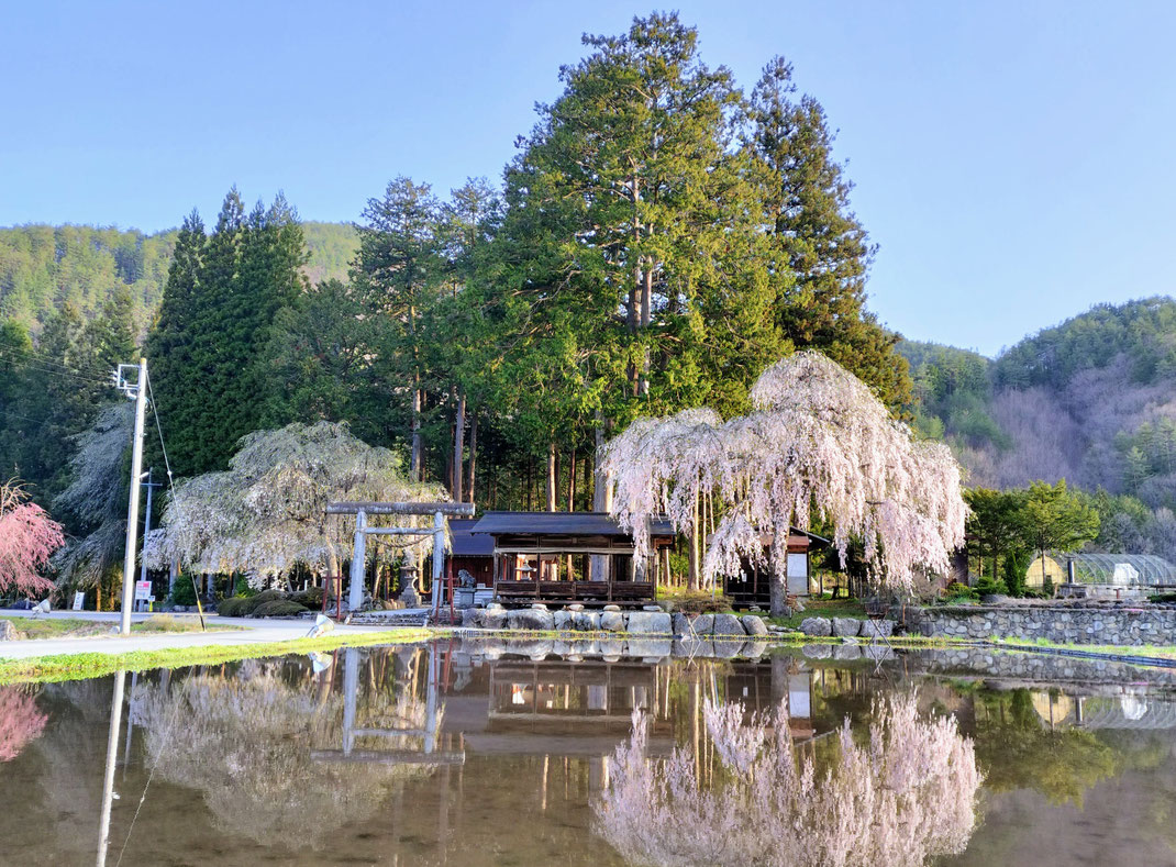 飛騨朝日（高山市朝日町）の青屋神明神社にて、ライトアップされた巨大な枝垂れ桜が水田に映り込む「水鏡」の幻想的な夜景。静寂な里山の春を象徴する風景。
