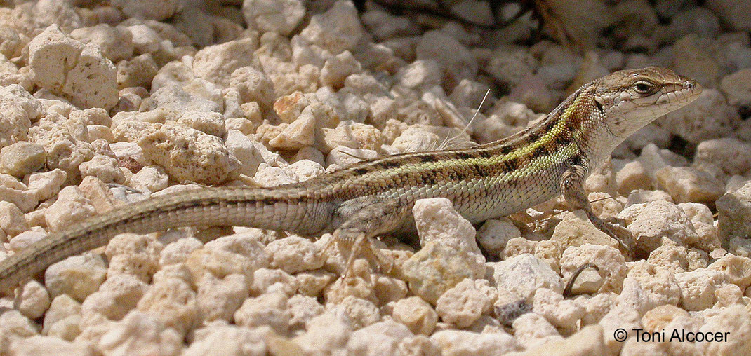 Psammodromus hispanicus Eso es como todo...