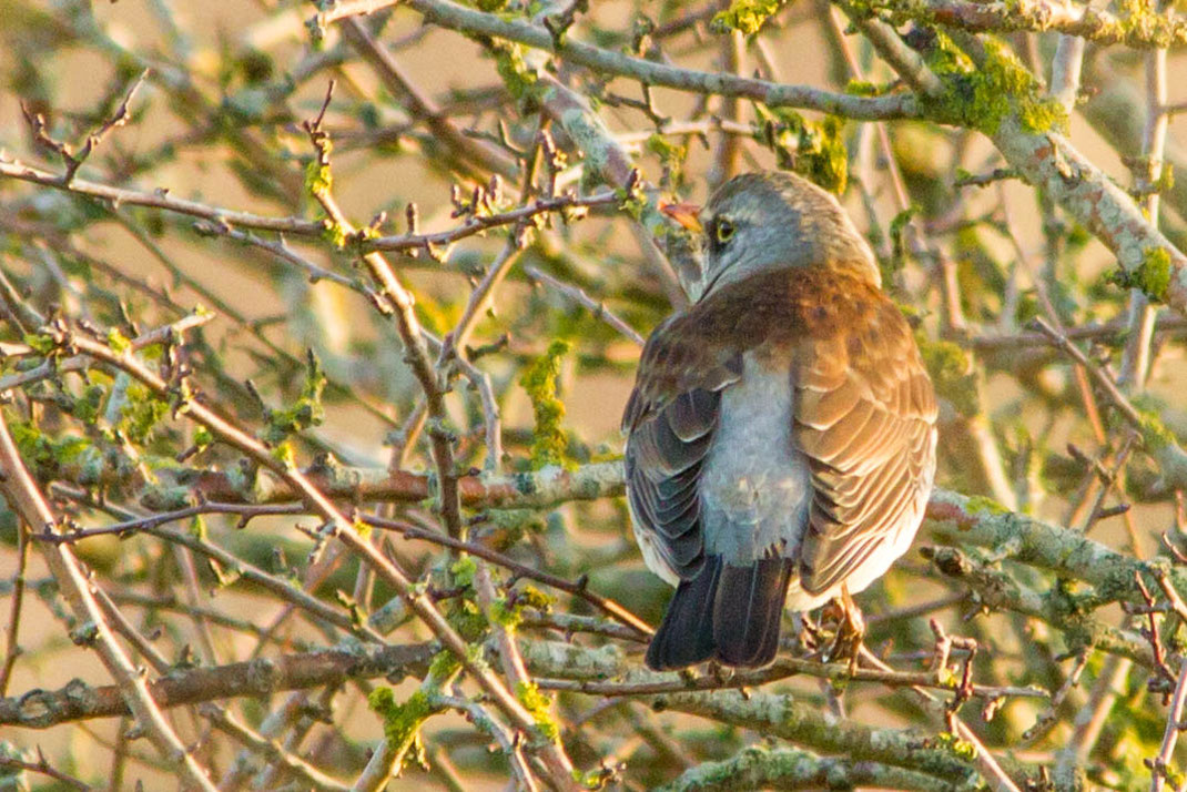 Kramsvogel,