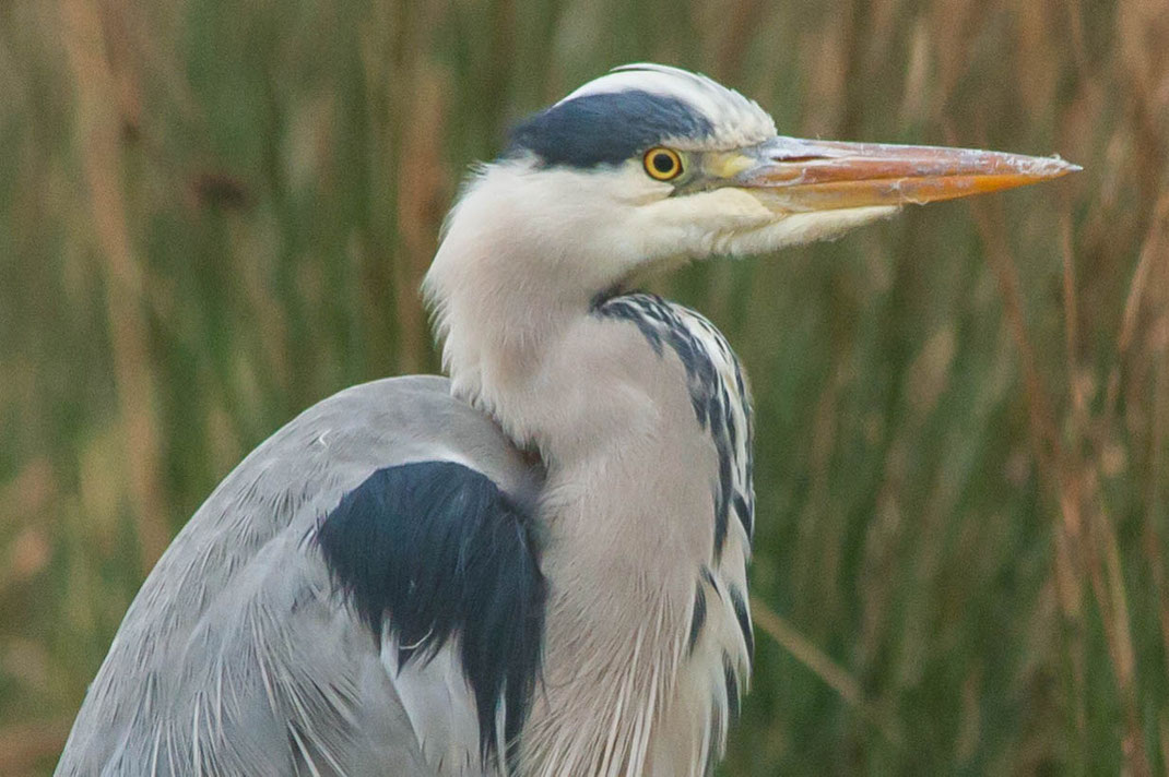 Reiger,