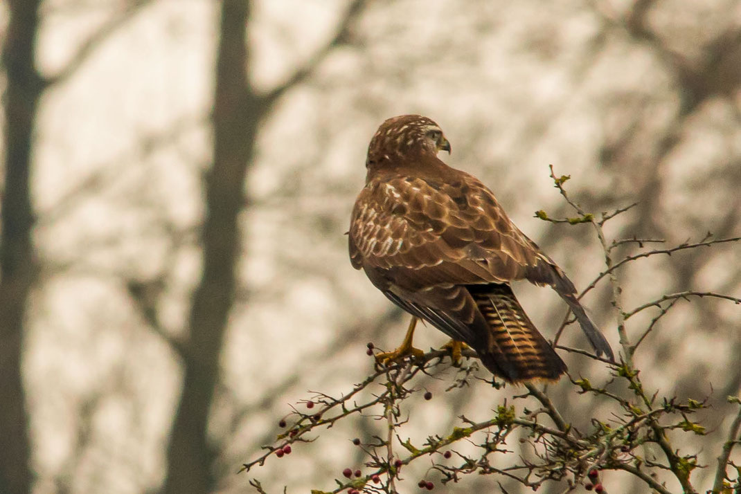 Roodschouder buizerd