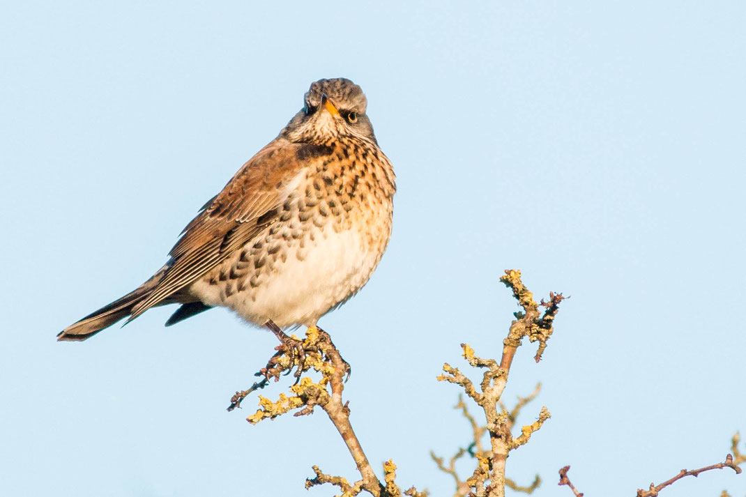 Kramsvogel