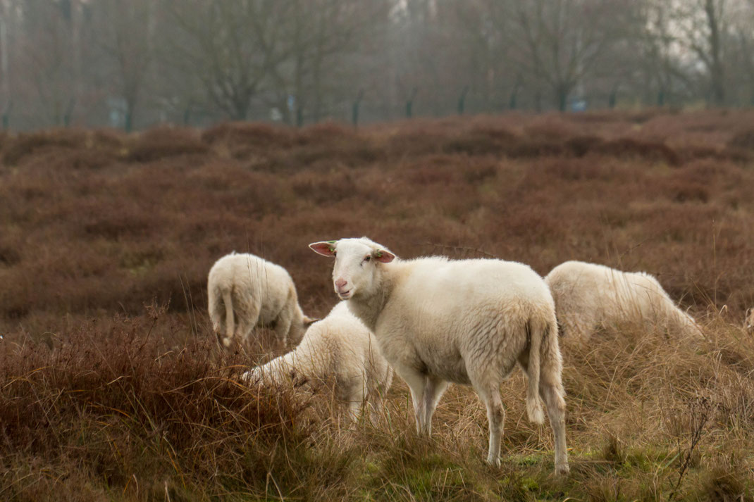 Schapen in de AWD