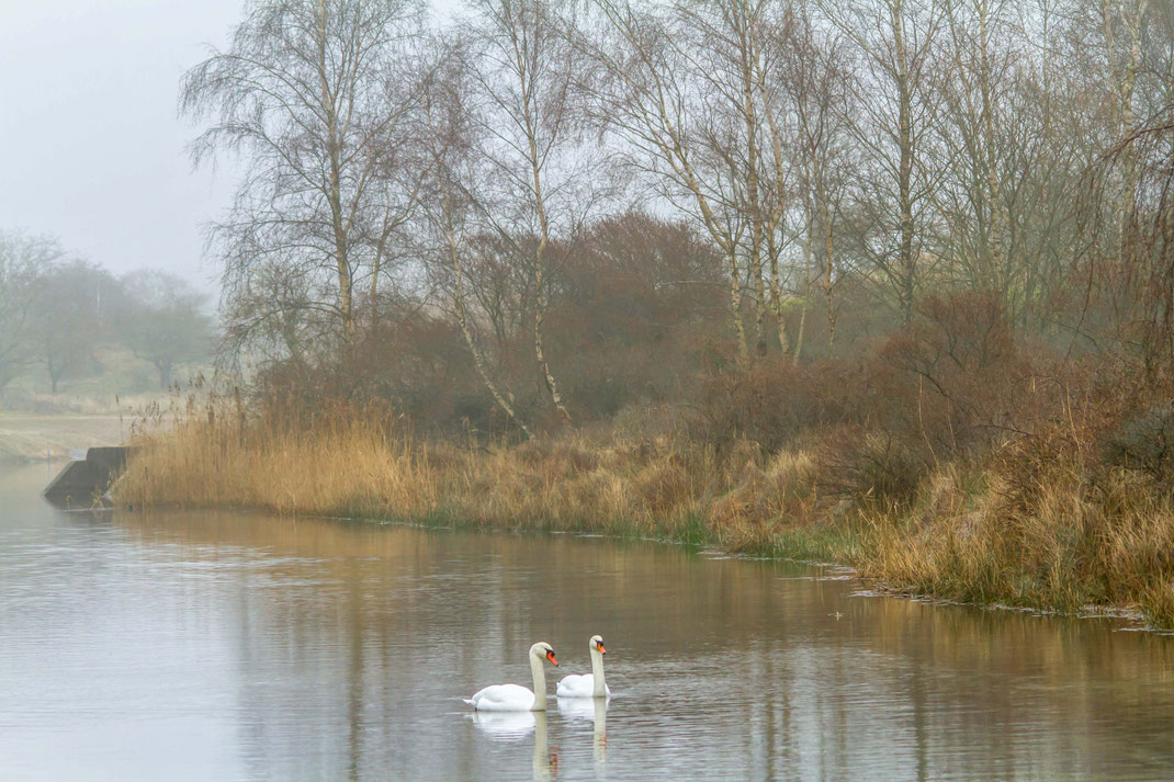 landschap met zwanen,