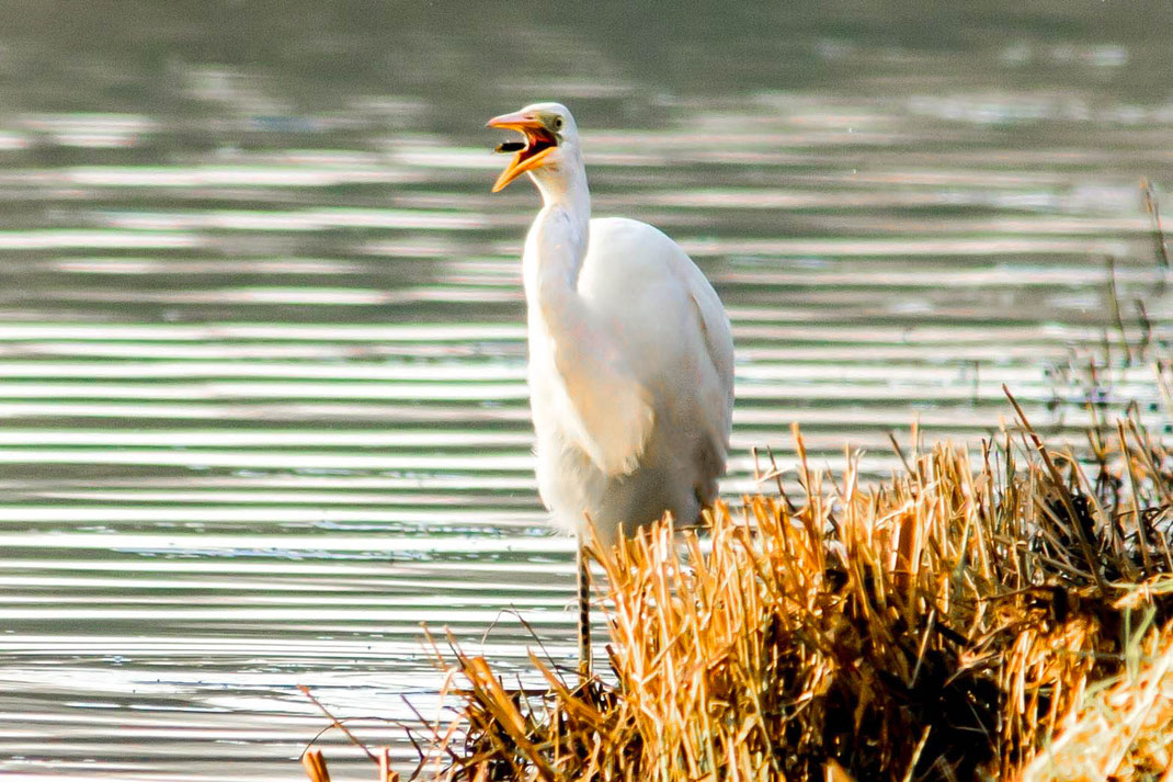 Zilver reiger met visje,
